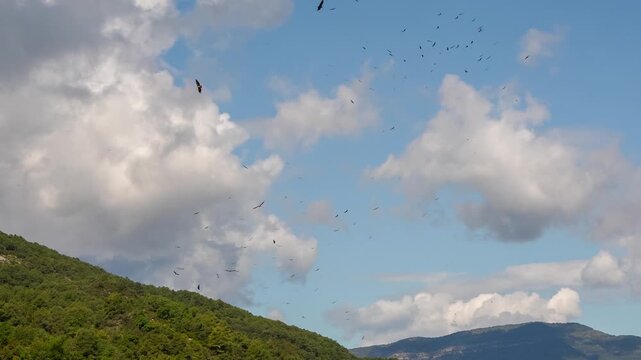a kettle of Griffon vultures (Eurasion griffon, Gyps fulvus) in flight circling overhead 