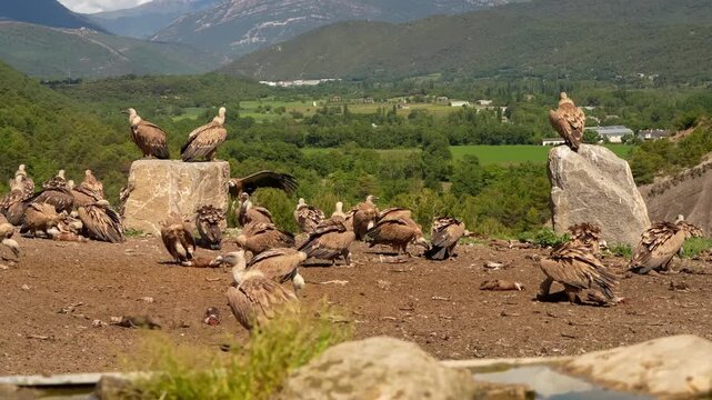 a kettle of Griffon vultures (Eurasion griffon, Gyps fulvus) squabbling over food 