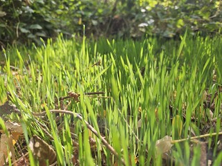green grass on sun rays