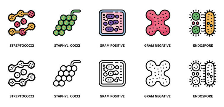 bacterial arrangements icon set with streptococci, staphylococci, gram positive and endospore symbols, vector illustrations for microbiology and bacteriology