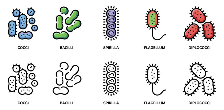 bacterial forms icon set with cocci, bacilli, spirilla, flagellum and diplococci symbols, vector illustrations for bacteriology and morphology