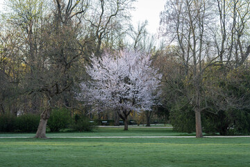 Cherry Blossom Tree in Full Bloom in Spring Park