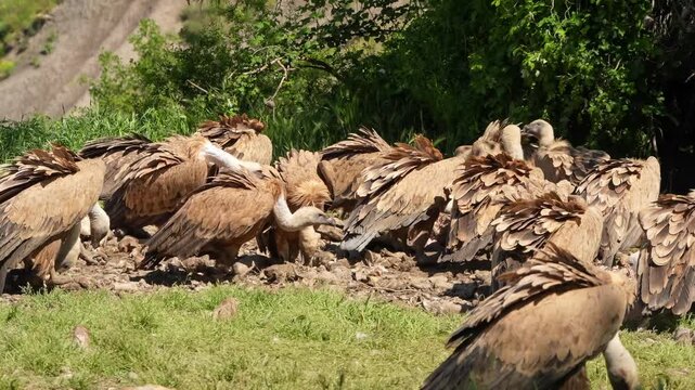 a kettle of Griffon vultures (Eurasion griffon, Gyps fulvus) squabbling over food 