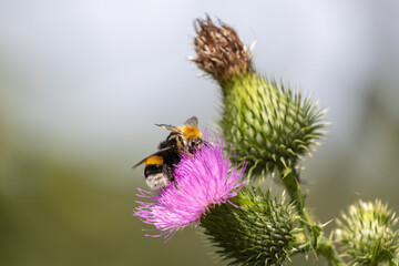 Hummel auf einer Distelblüte © Maria