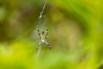 Wespenspinne mit Netz