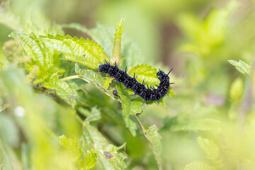 die Raupe des Tagpfauenauges beim Abfressen eines Blattes