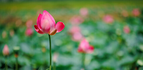Vibrant pink lotus blossom in lush green lotus field, Buddha banner
