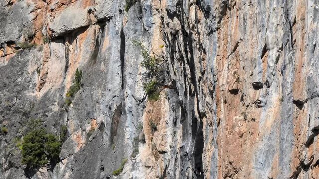 a lammergeier bearded vulture (ossifrage, gypaetus barbatus) in flight, mountain gorge backdrop
