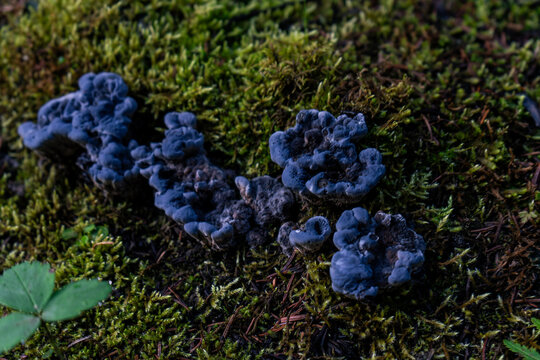 Blue Fungi on Mossy Forest Floor