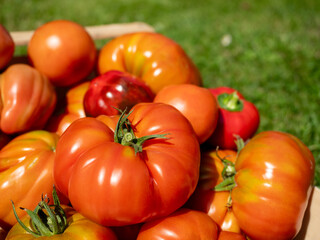 Fresh Garden Tomatoes in a Basket From the Sunny Harvest for Farm Fresh Meals