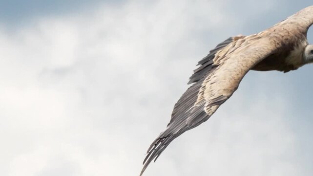 a wild Griffon vulture (Eurasion griffon, Gyps fulvus) soaring and gliding in flight 