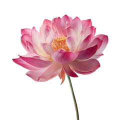 Fototapeta premium Elegant pink lotus flower blossom on a darktransparent background