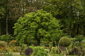 Feuillage touffu d'un arbre au parc de la Dodaine à Nivelles en Brabant Wallon 