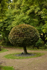 L'arbre en boule au milieu de la végétation luxuriante en automne au parc de la Dodaine à Nivelles (Brabant Wallon)