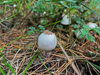 Wild mushrooms collected in the forest. Germany