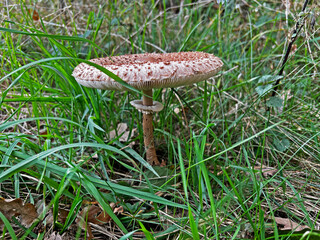 Wild mushrooms collected in the forest. Germany