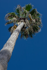 Upward view of a tall palm tree with green fronds against a clear blue sky.