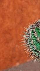 Close-up of a green cactus with sharp spines against a bright orange background.