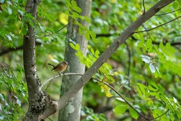 Bird Perched on Tree Branch in Lush Forest