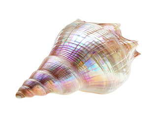 Fototapeta premium Pearlescent Spiral Conch Shell