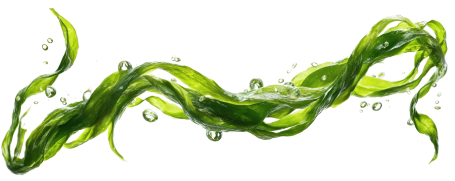  Flowing Green Seaweed with Bubbles