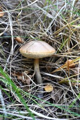 Close-up of a wild mushroom growing among dry grass and leaves on the forest floor. Natural autumn background, concept of ecology and forest biodiversity.