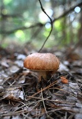 Close-up of a wild mushroom (Boletus/Xerocomus) on the forest floor. Focus on the mushroom among pine needles and dry leaves. Autumn foraging and nature concept.
