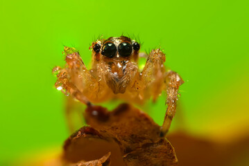 A sharp and detailed photo of a spider photographed against a stunning background. Spider species: Jumping spider.
