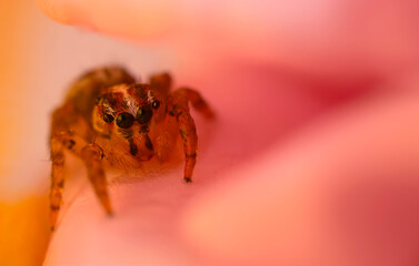 A sharp and detailed photo of a spider photographed against a stunning background. Spider species: Jumping spider.