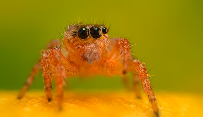 A sharp and detailed photo of a spider photographed against a stunning background. Spider species:...