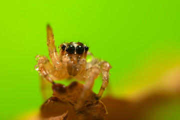 Fototapeta premium A sharp and detailed photo of a spider photographed against a stunning background. Spider species: Jumping spider.
