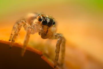 A sharp and detailed photo of a spider photographed against a stunning background. Spider species: Jumping spider.