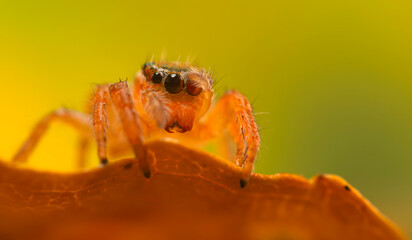 A sharp and detailed photo of a spider photographed against a stunning background. Spider species:...