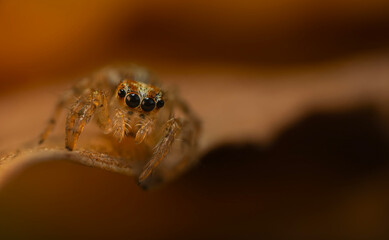A sharp and detailed photo of a spider photographed against a stunning background. Spider species: Jumping spider.