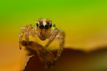 A sharp and detailed photo of a spider photographed against a stunning background. Spider species: Jumping spider.