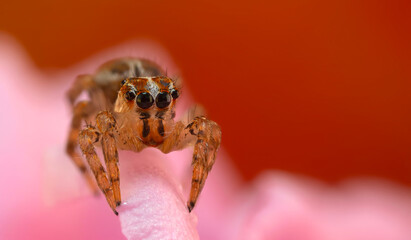 A sharp and detailed photo of a spider photographed against a stunning background. Spider species: Jumping spider.
