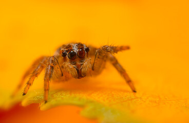 A sharp and detailed photo of a spider photographed against a stunning background. Spider species: Jumping spider.