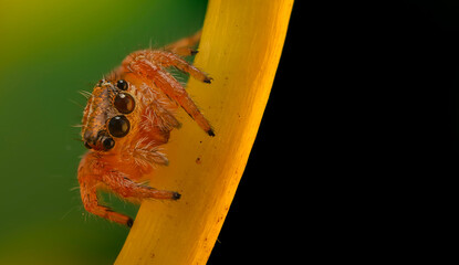 A sharp and detailed photo of a spider photographed against a stunning background. Spider species:...