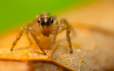 A sharp and detailed photo of a spider photographed against a stunning background. Spider species: Jumping spider.