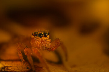 A sharp and detailed photo of a spider photographed against a stunning background. Spider species: Jumping spider.