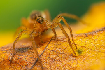 A sharp and detailed photo of a spider photographed against a stunning background. 