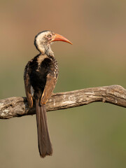 Obraz premium The southern red-billed hornbill (Tockus rufirostris) is a species of hornbill in the family Bucerotidae, which is native to the savannas and drier bushlands