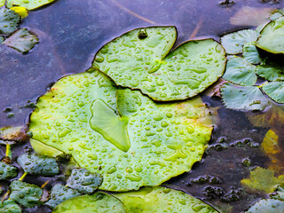 Water lily pads floating on dark pond water, green leaves covered with individual rain droplets, reflecting texture and patterns after a fresh rainfall