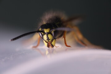 Wasp eating honey, extreme close-up shot. Eyes texture. Macro view 