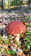 mushroom in the moss 
