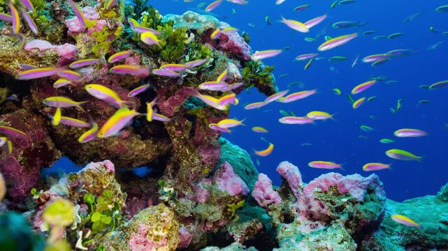 Underwater close up of coral reef with a school of purple and yellow fish who enter the frame