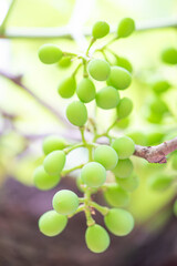 Bunch of grapes, a small bunch of grapes that have just appeared on the vine, selective focus.