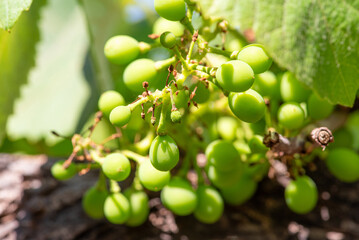Bunch of grapes, a small bunch of grapes that have just appeared on the vine, selective focus.