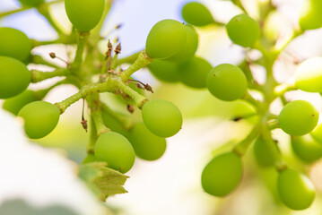 Bunch of grapes, a small bunch of grapes that have just appeared on the vine, selective focus.
