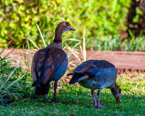 A view of Egyptian Geese in a park in Johannesburg, South Africa in Springtime